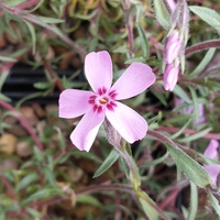 Phlox subulata 'Tamaonagalei'